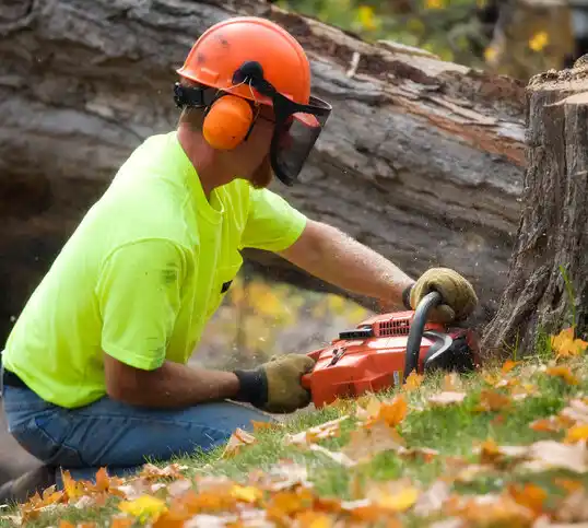 tree services New York